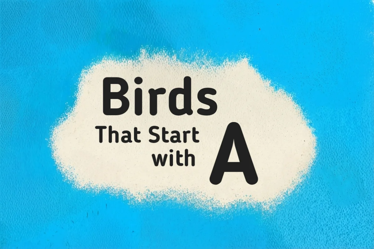 Bird Names-Birds That Start with A