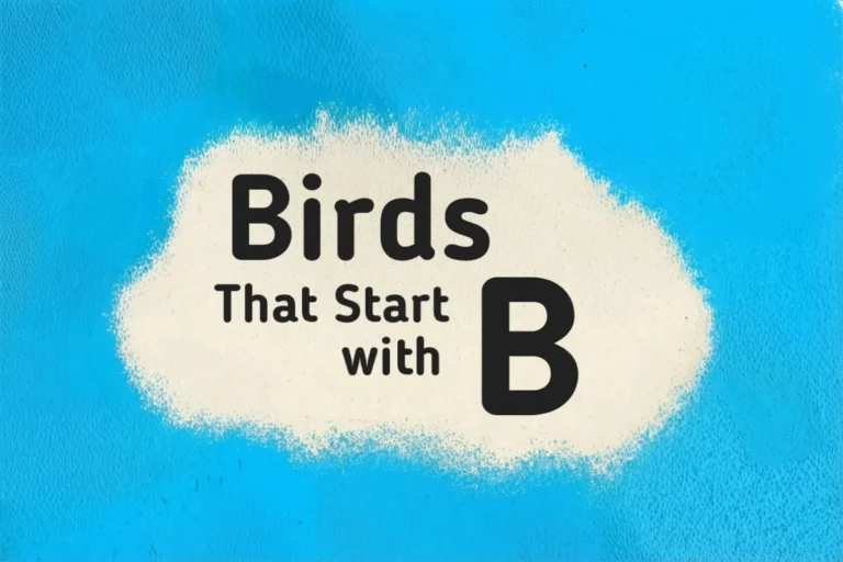 Bird Names-Birds That Start with B