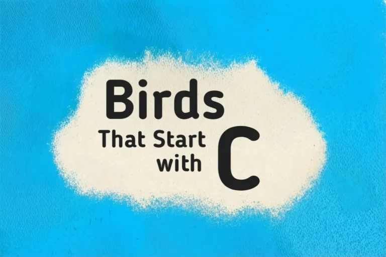 Bird Names-Birds That Start with C