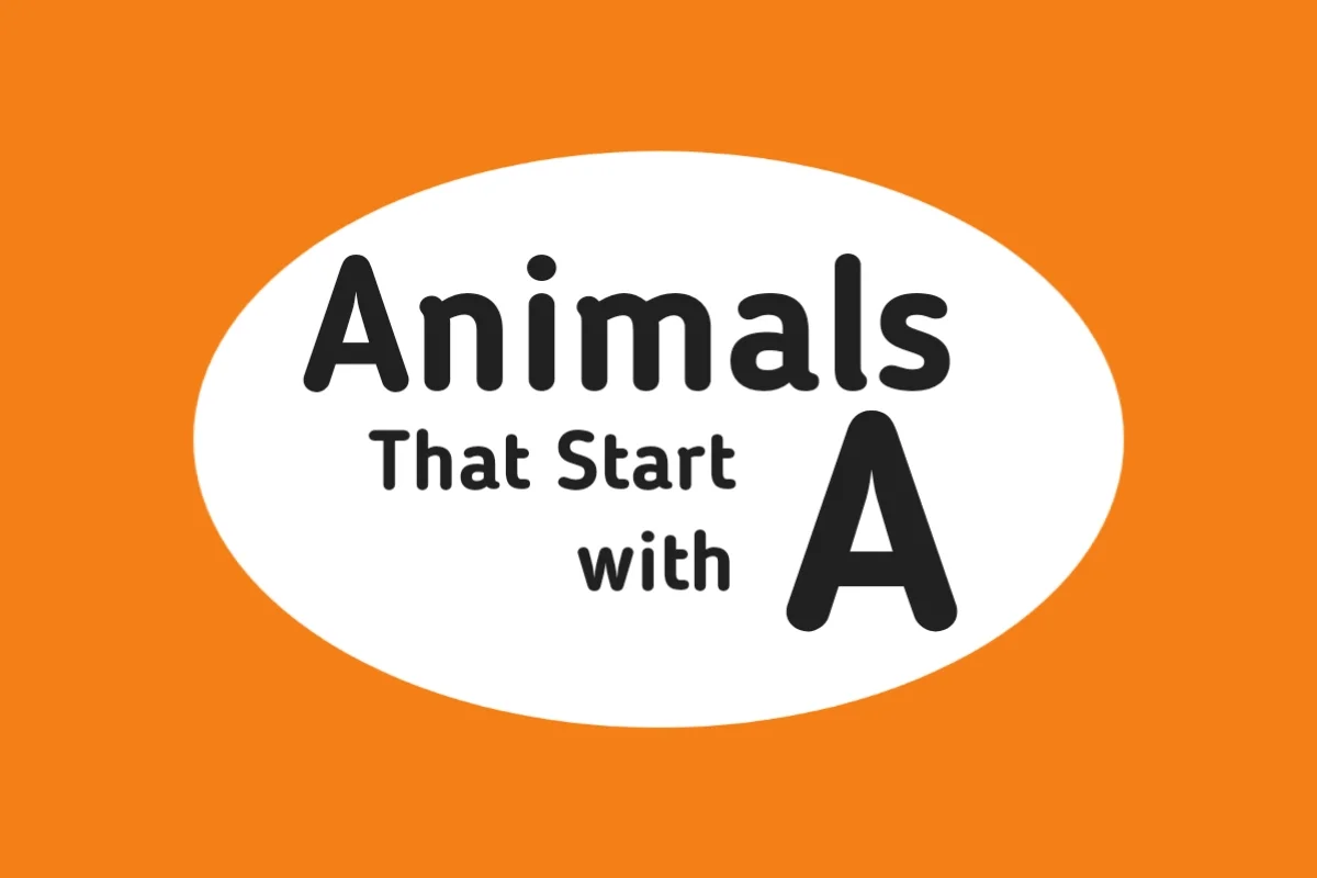 Animal Names-Animals That Start with A