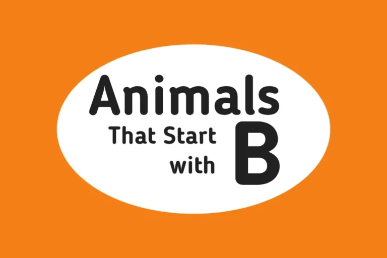 Animal Names-Animals That Start with B