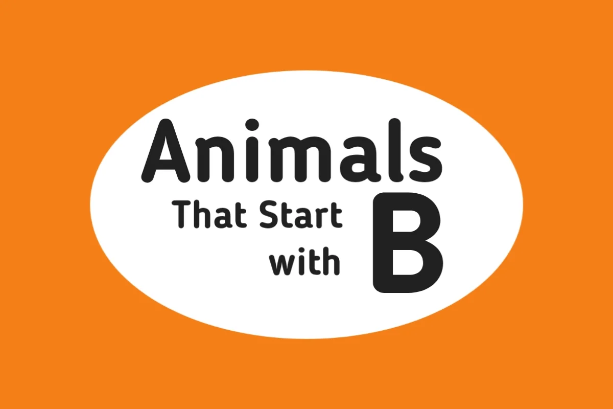 Animal Names-Animals That Start with B