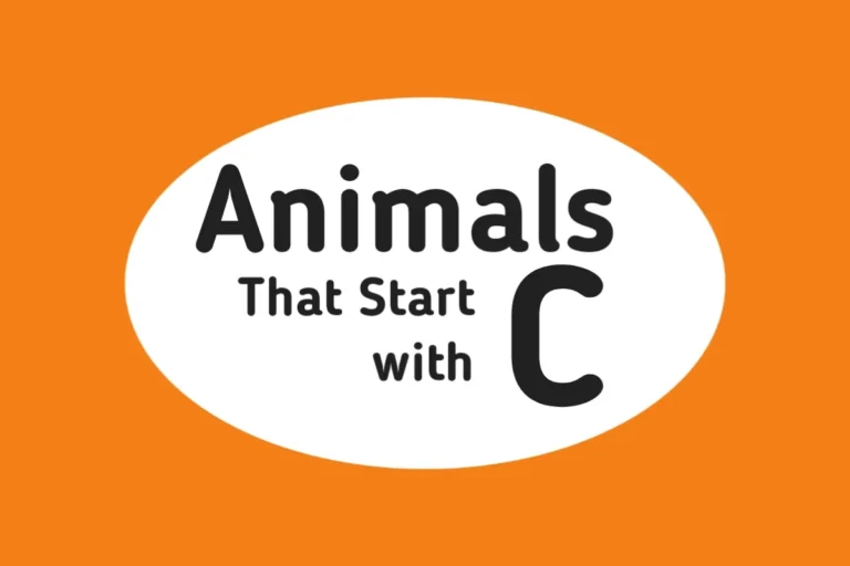 Animal Names-Animals That Start with C