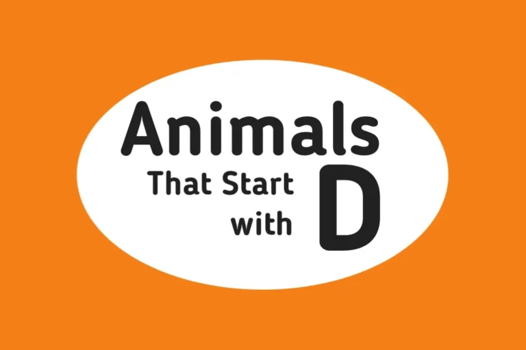 Animal Names-Animals That Start with D