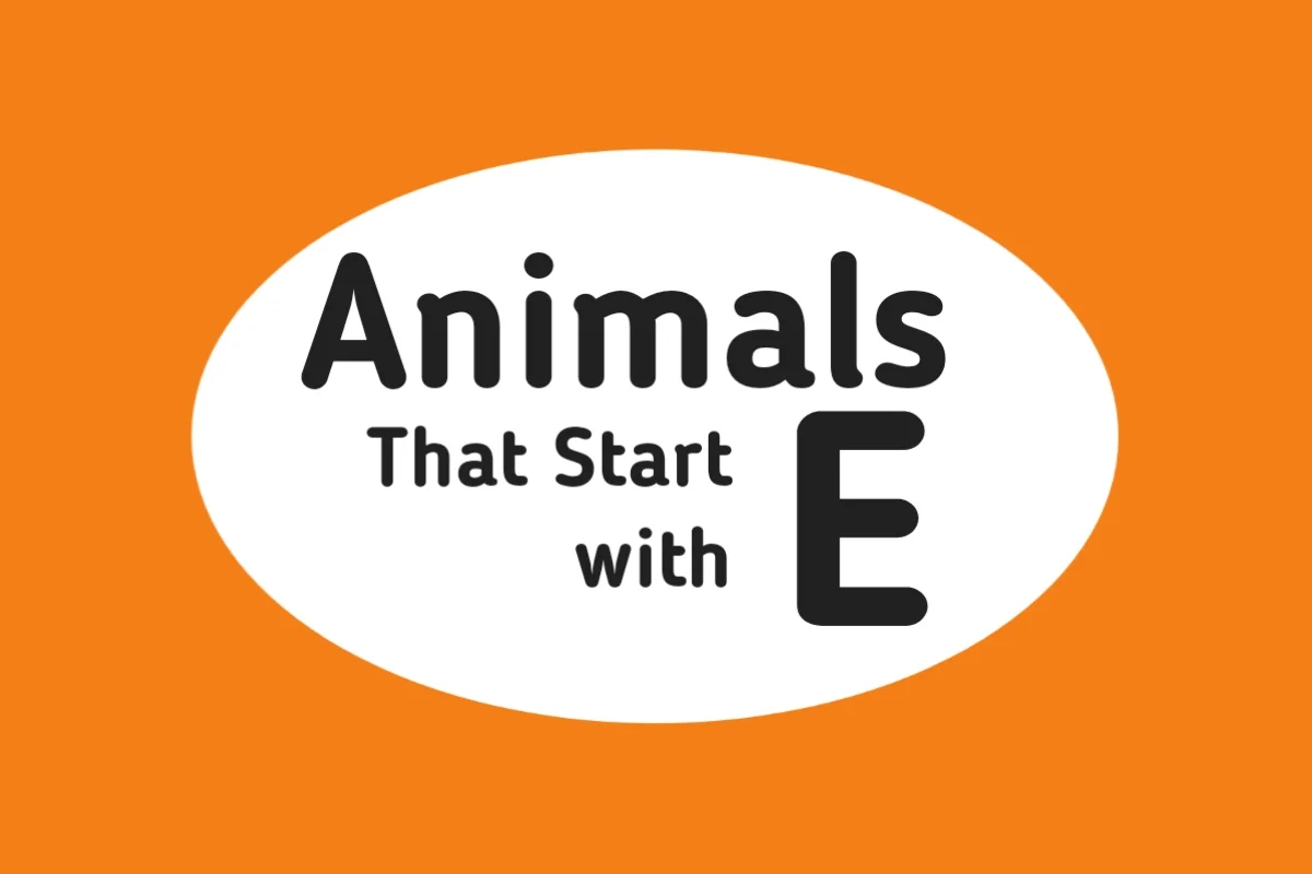 Animal Names-Animals That Start with E