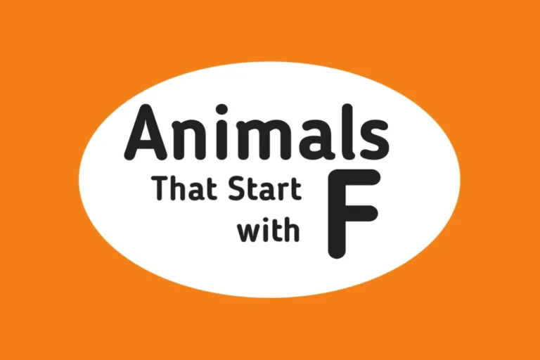Animal Names-Animals That Start with F