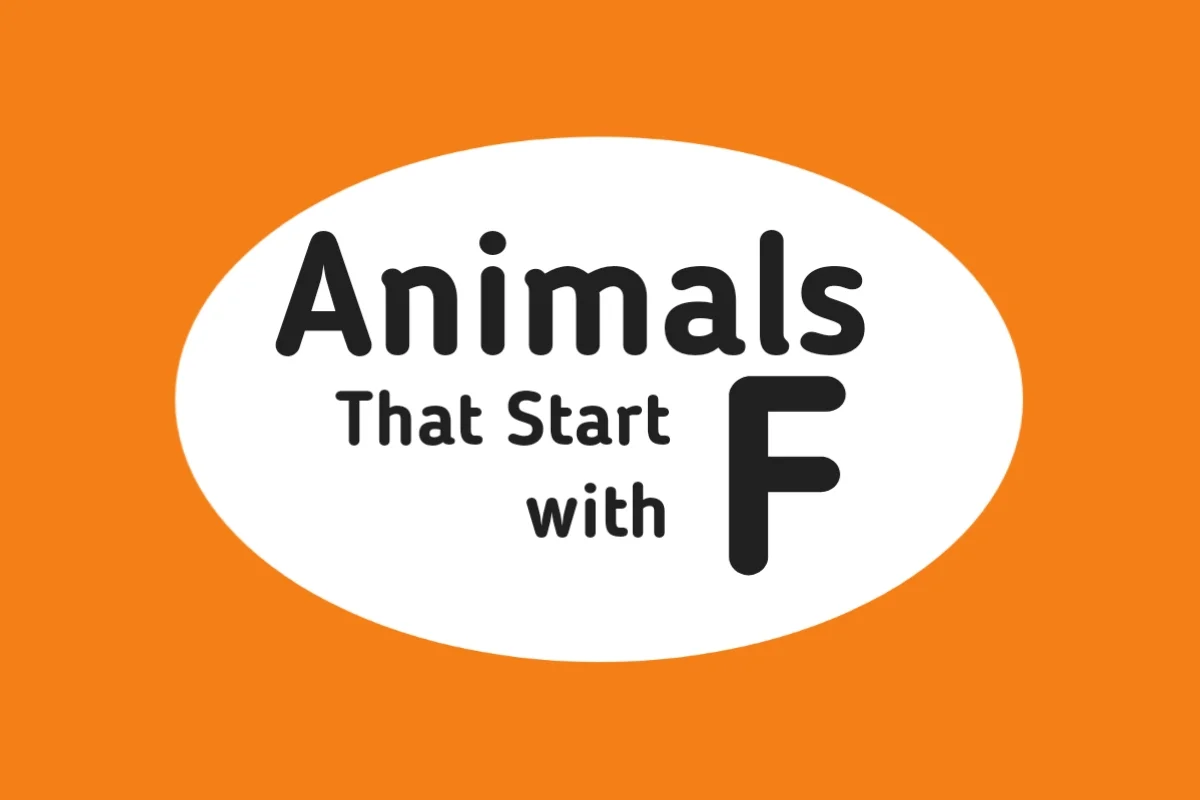 Animal Names-Animals That Start with F