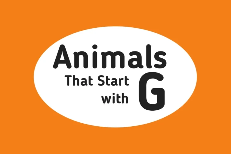 Animal Names-Animals That Start with G