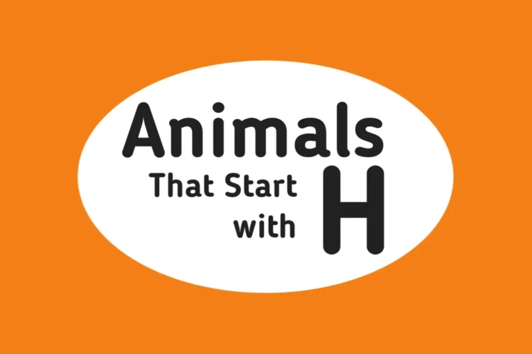 Animal Names-Animals That Start with H