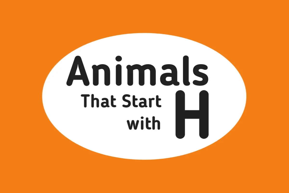 Animal Names-Animals That Start with H