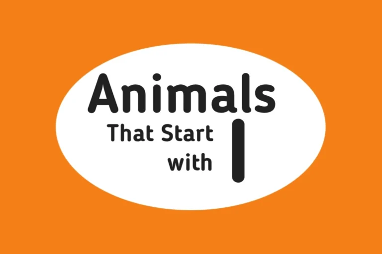 Animal Names-Animals That Start with I