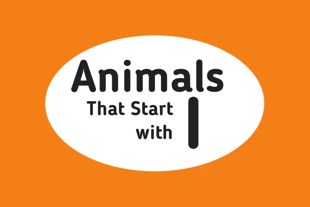 Animal Names-Animals That Start with I