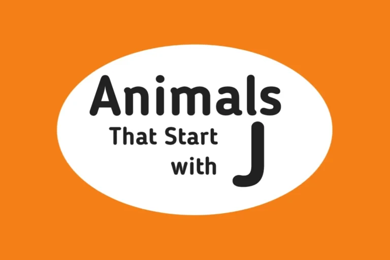 Animal Names-Animals That Start with J