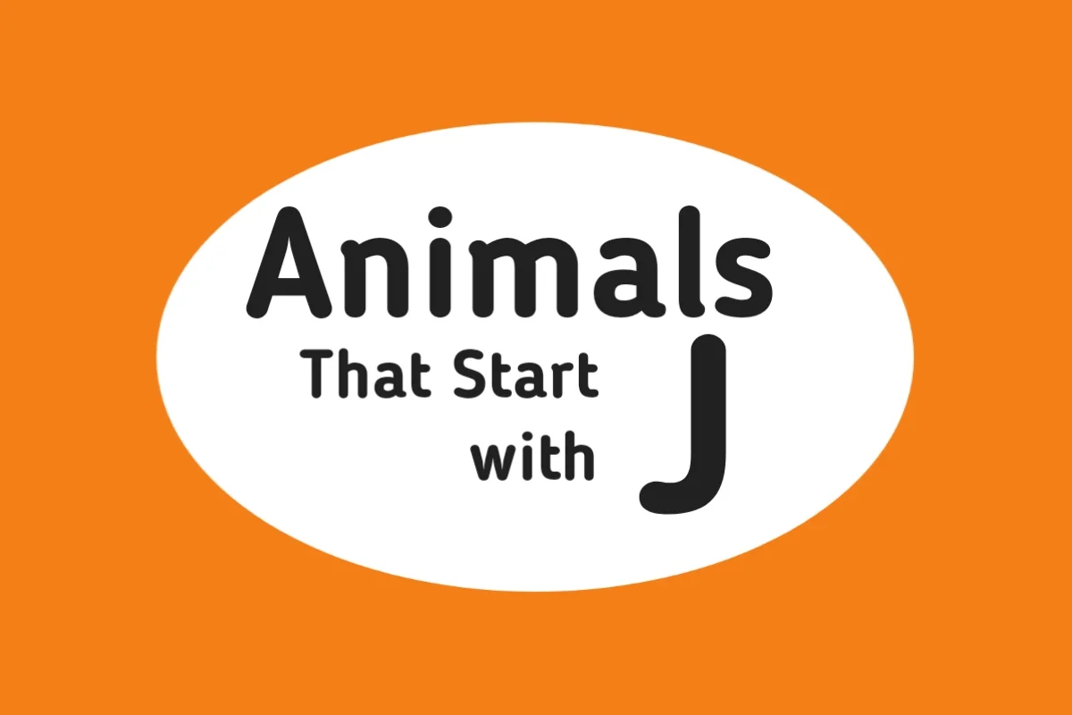 Animal Names-Animals That Start with J