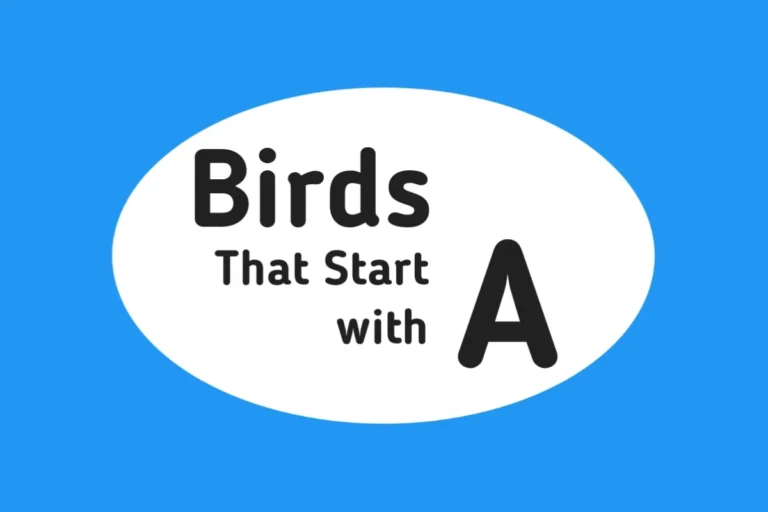 Bird Names-Birds That Start with A