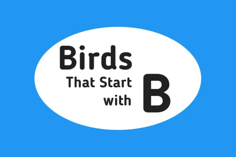 Bird Names-Birds That Start with B