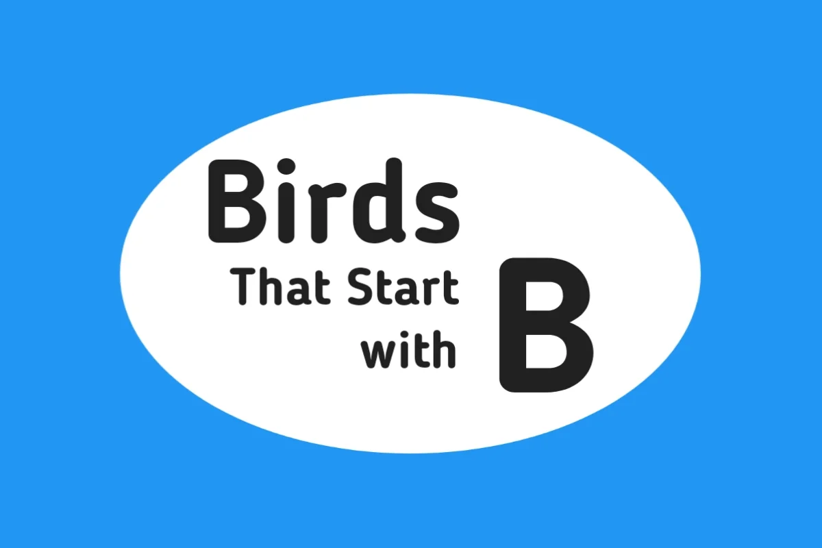 Bird Names-Birds That Start with B