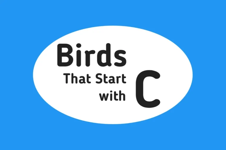 Bird Names-Birds That Start with C