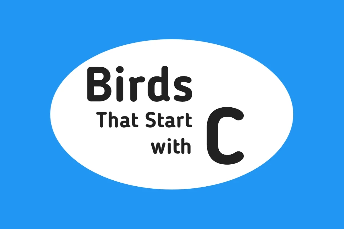 Bird Names-Birds That Start with C