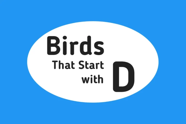 Bird Names-Birds That Start with D