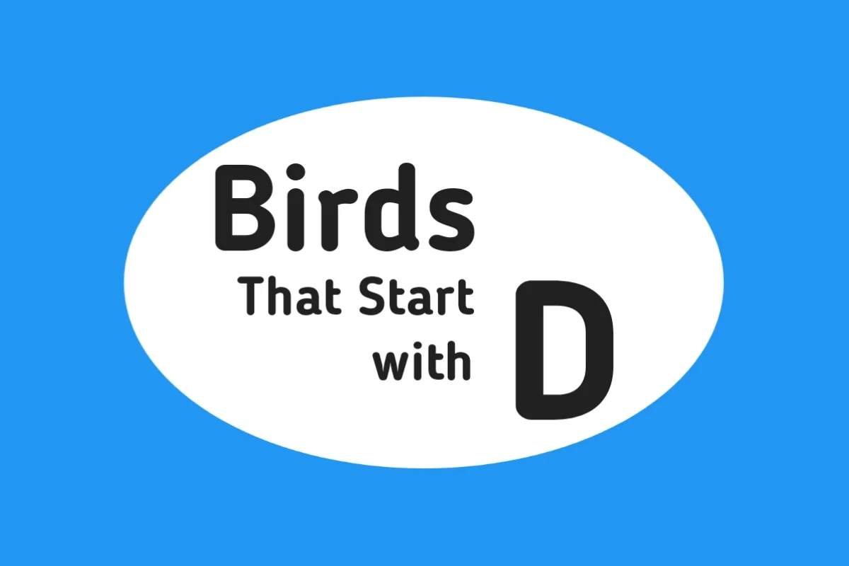 Bird Names-Birds That Start with D