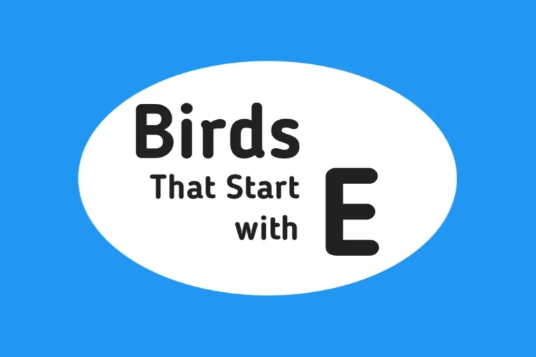 Bird Names-Birds That Start with E