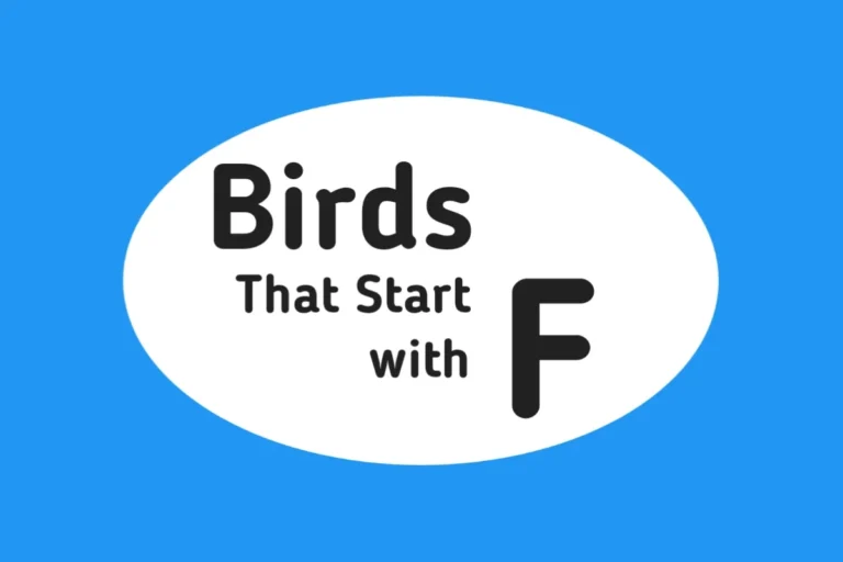 Bird Names-Birds That Start with F
