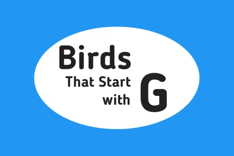 Bird Names-Birds That Start with G