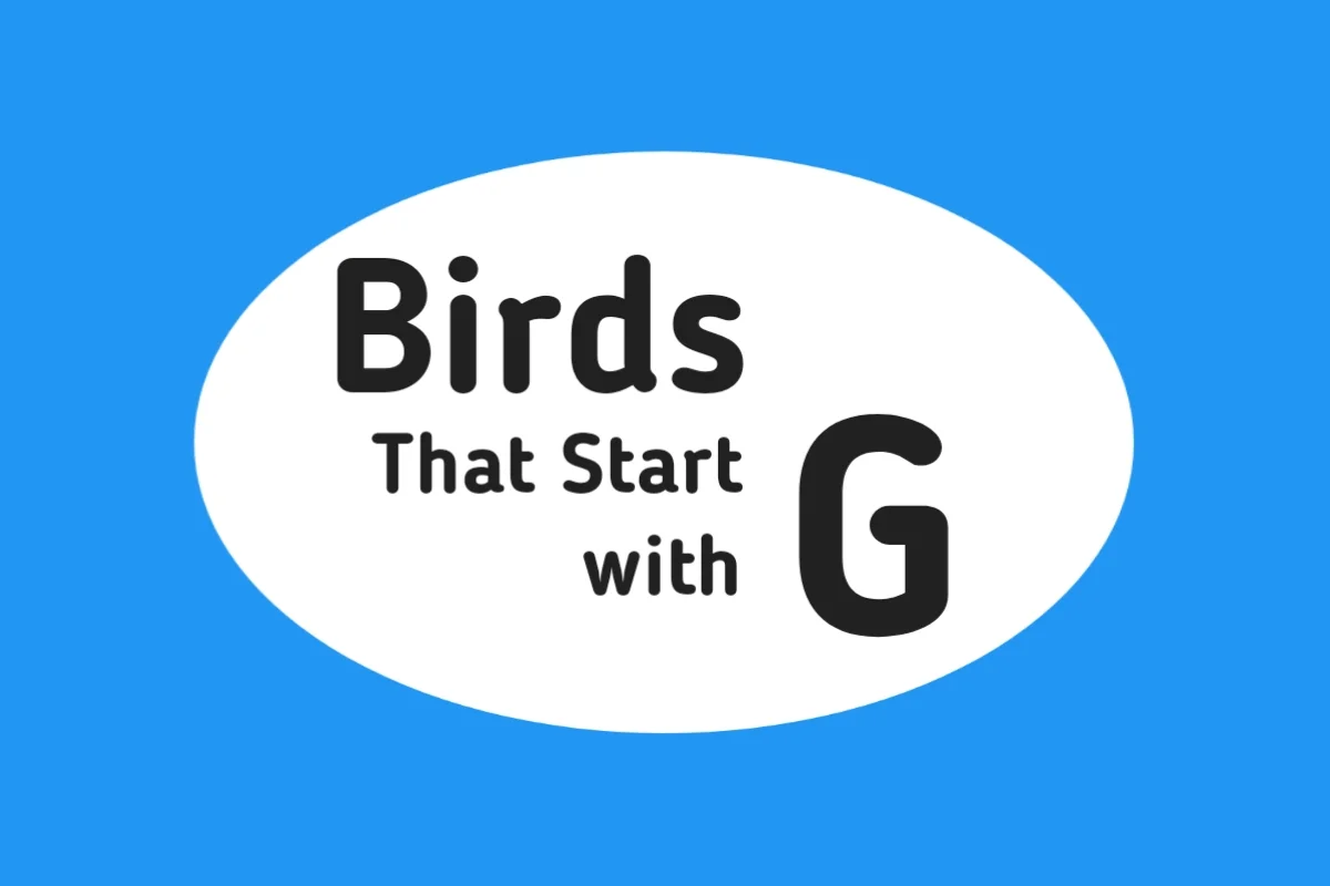 Bird Names-Birds That Start with G