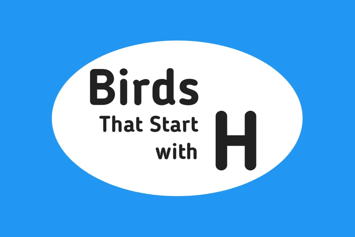 Bird Names-Birds That Start with H