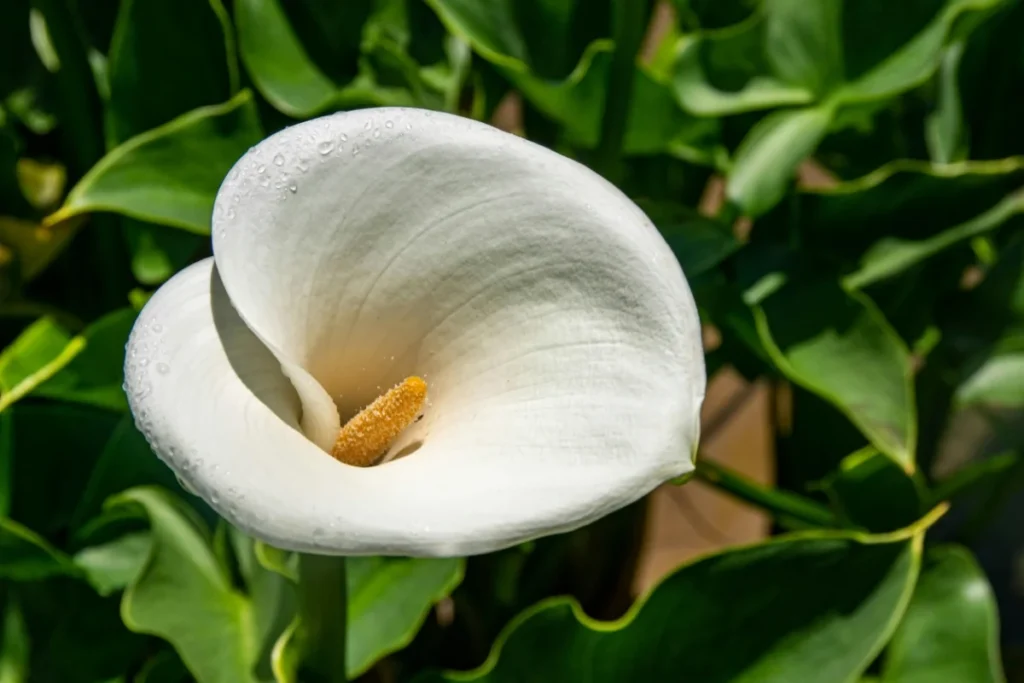 Calla Lily Flower Image