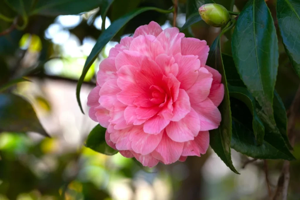 Camellia Flower Image
