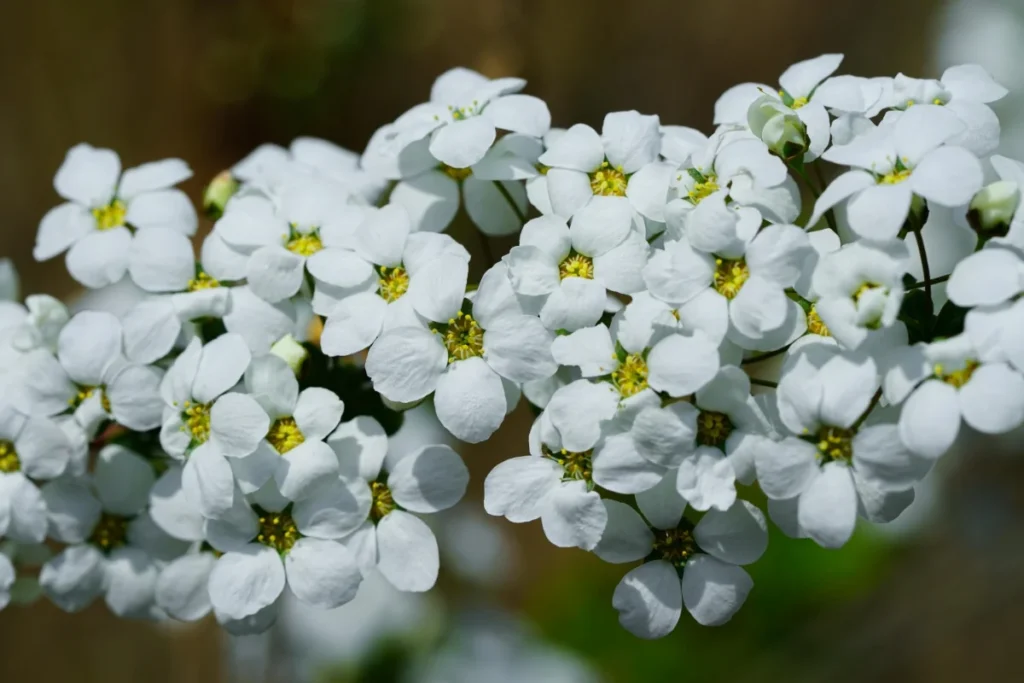 Candytuft Flower Image