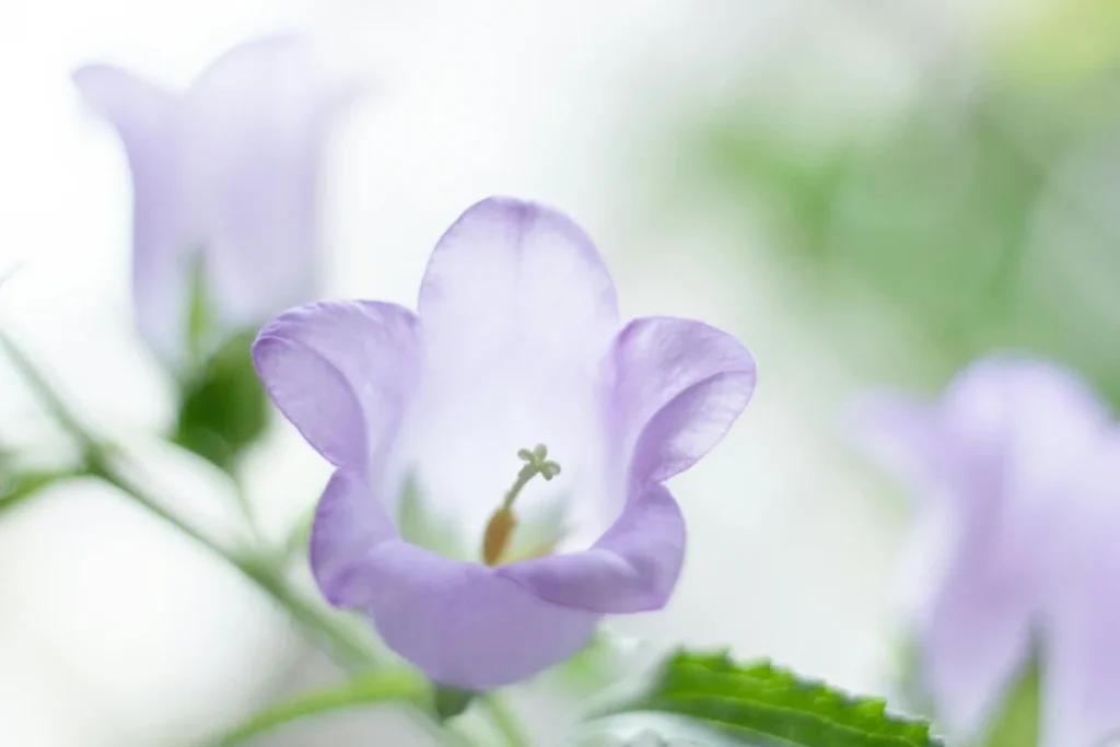 Canterbury Bells Flower Image