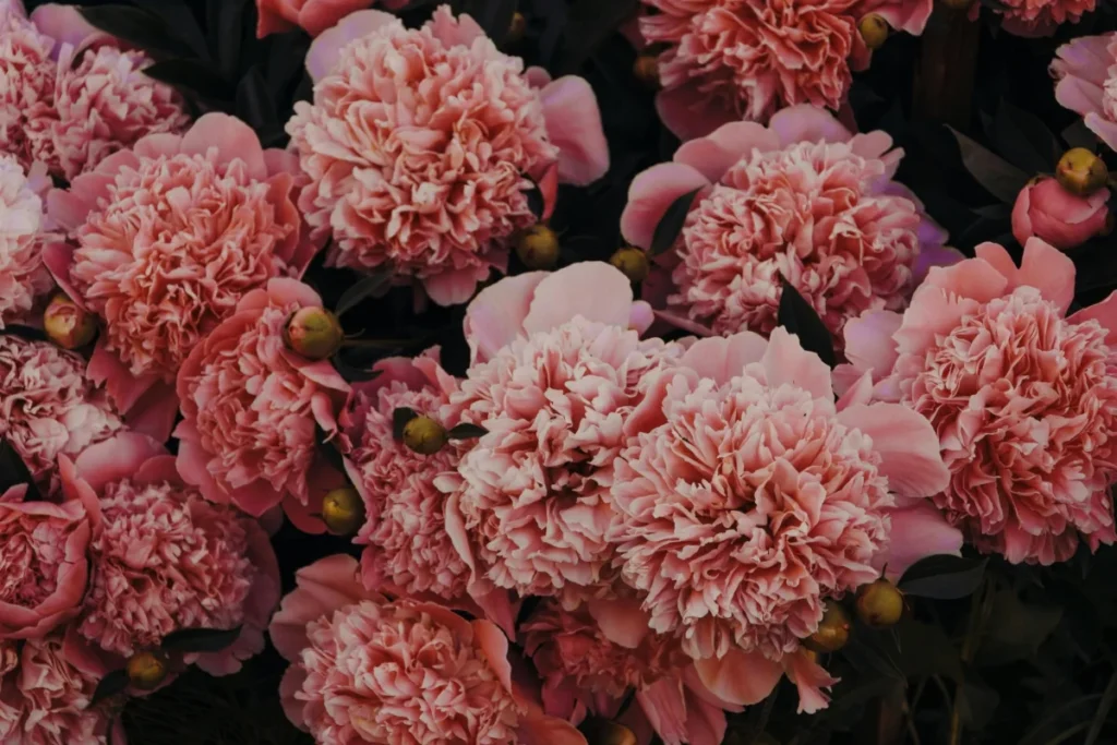 Carnation Flower Image