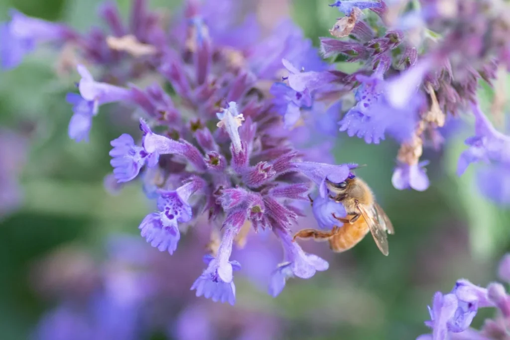 Catmint Flower Image