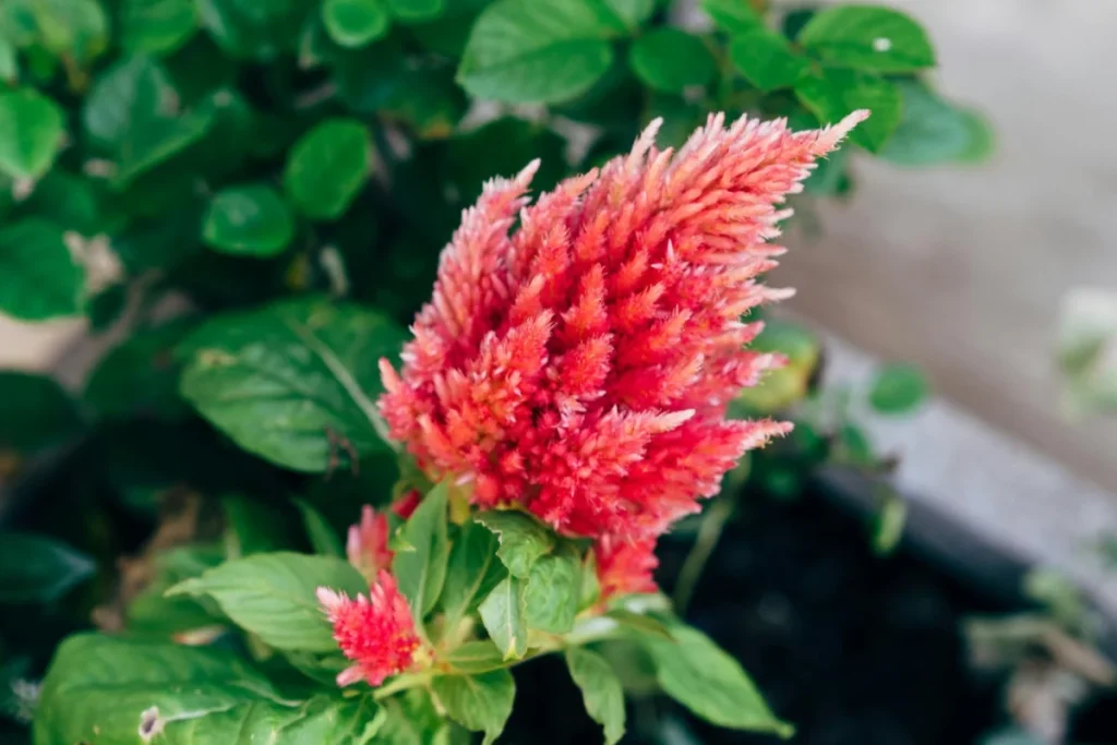 Celosia Flower Image