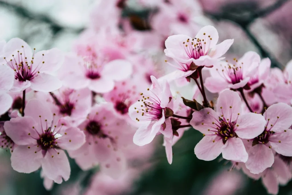Cherry Blossom Flower Image