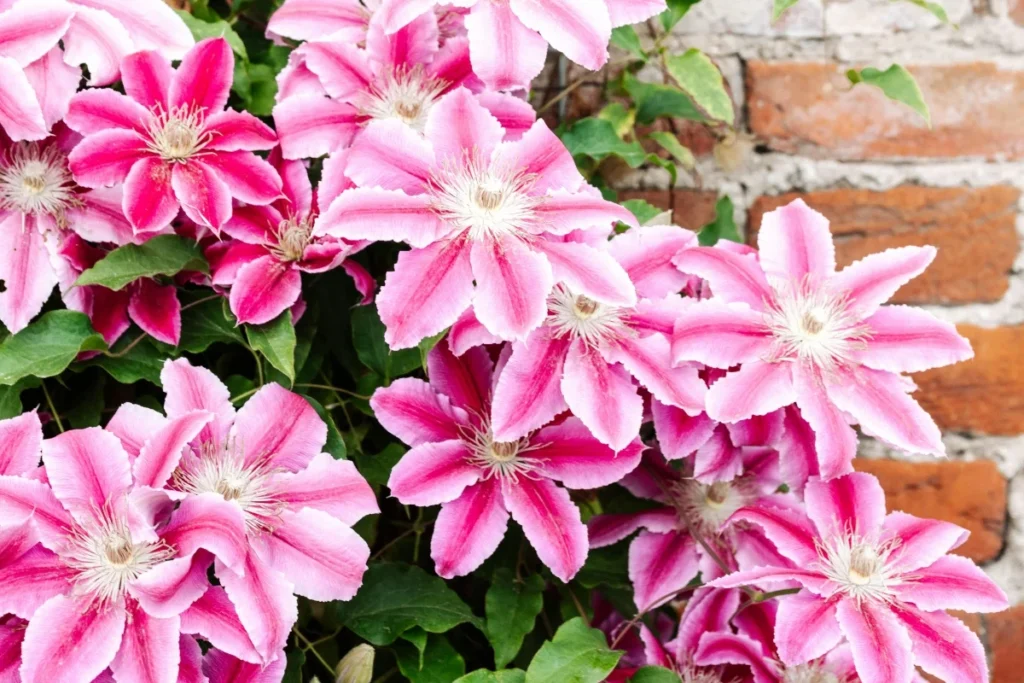 Clematis Flower Image