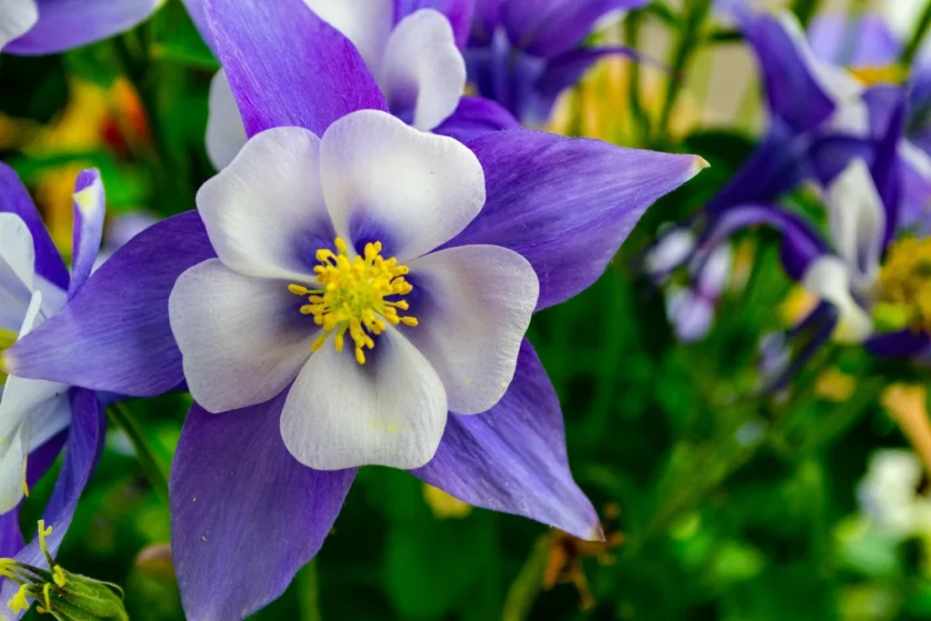Columbine Flower Image