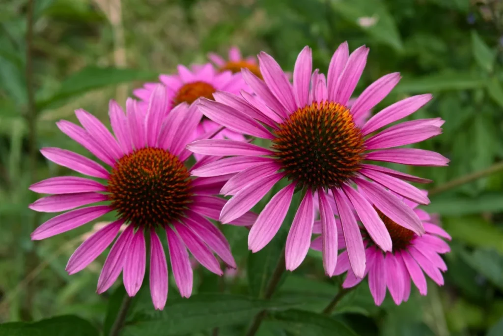 Coneflower Flower Image