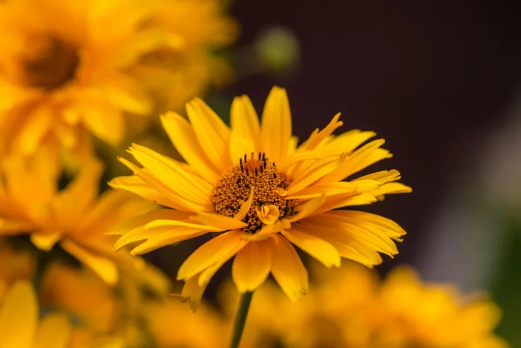 Coreopsis Flower Image