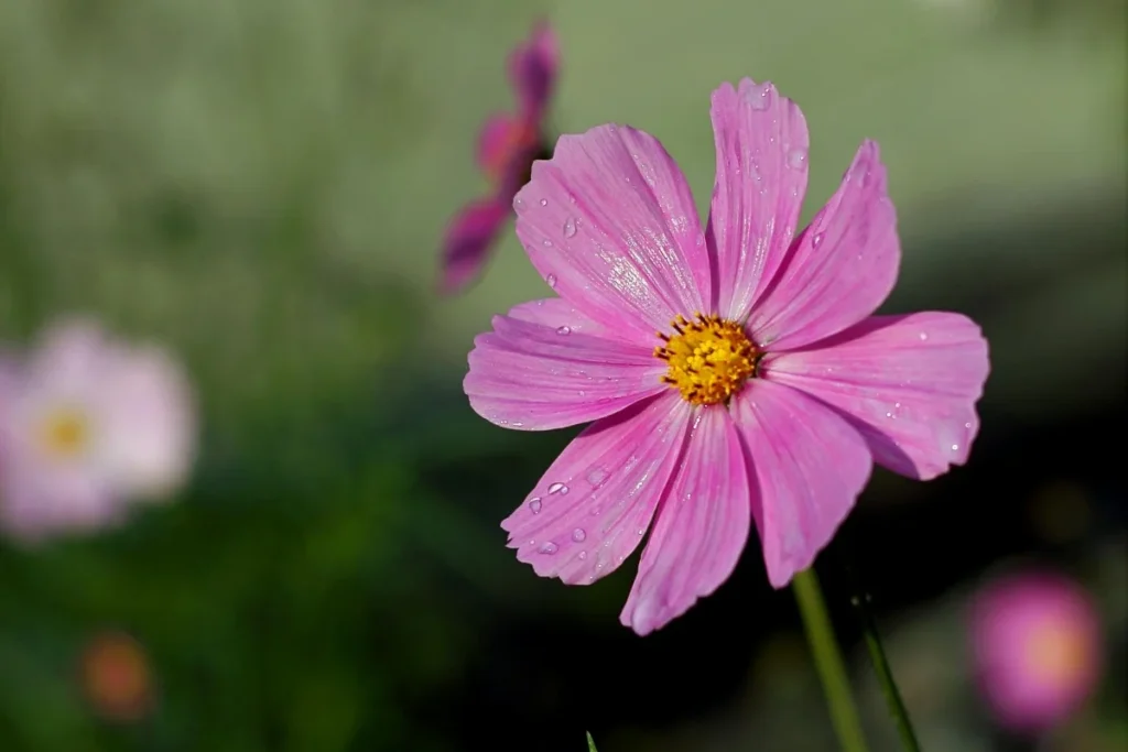 Cosmos Flower Image