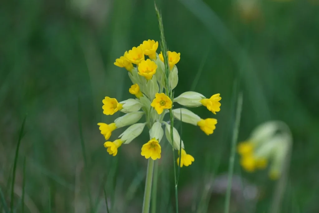 Cowslip Flower Image