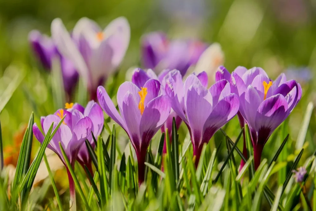 Crocus Flower Image