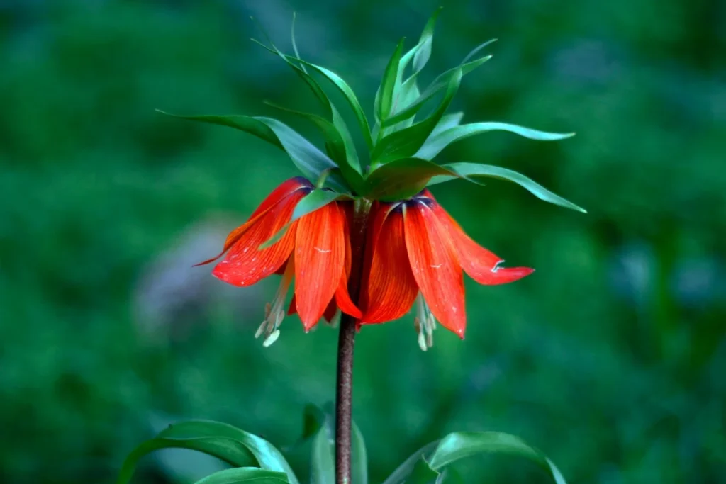 Crown Imperial Flower Image