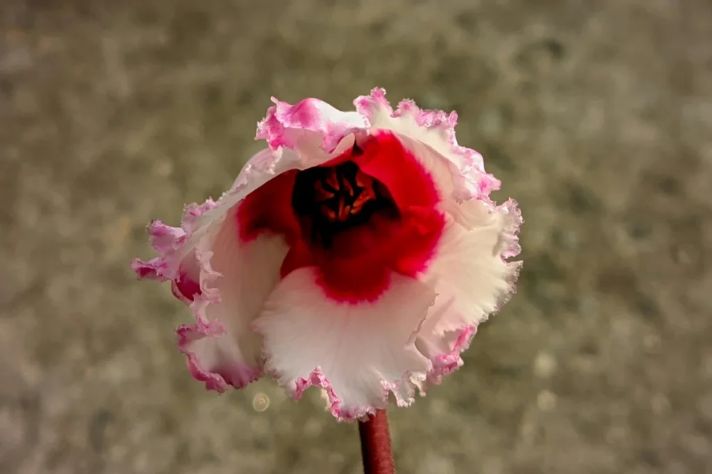 Cyclamen Flower Image