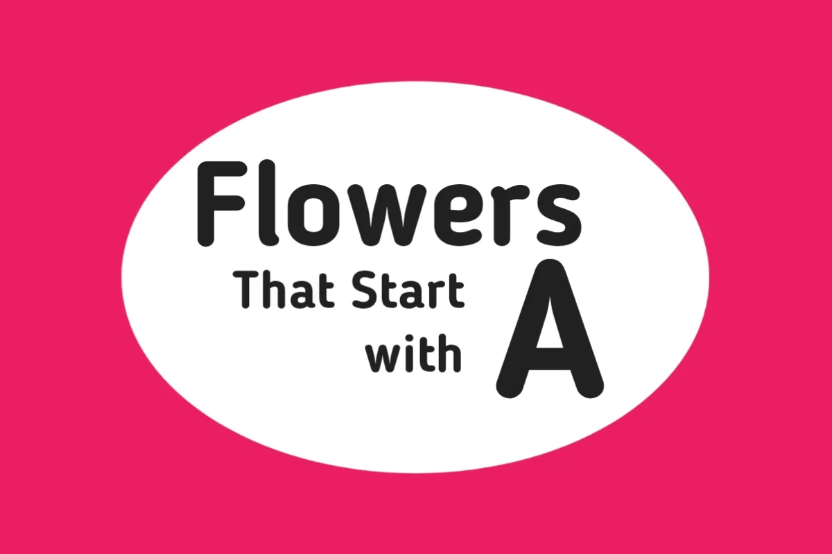 Flower Names-Flowers That Start with A