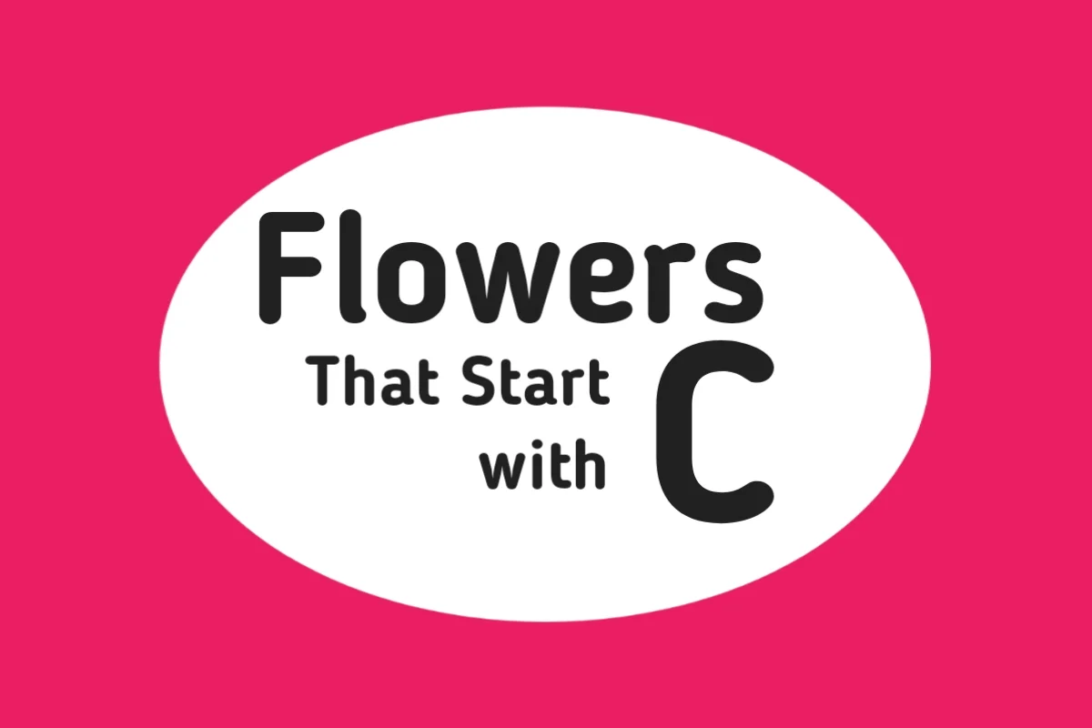 Flower Names-Flowers That Start with C
