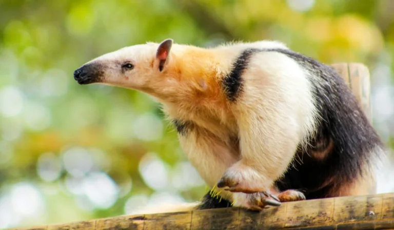 Animals That Start With A